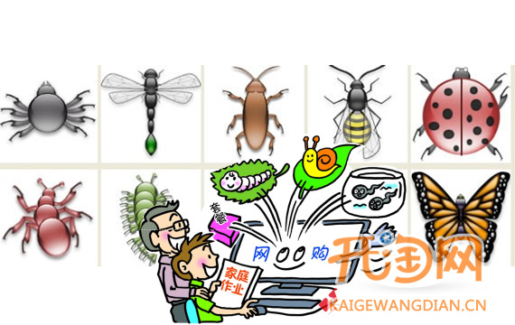 网购昆虫