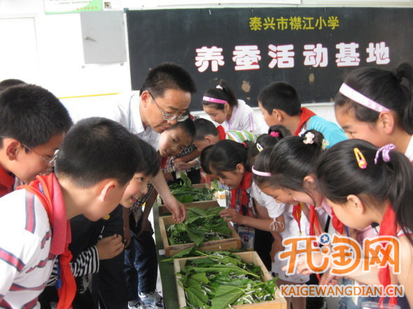 网上卖昆虫